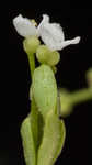 Stiff marsh bedstraw